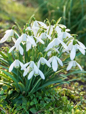 Link to Galanthus Nivalis