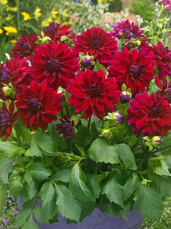 Dahlia Garden Wonder