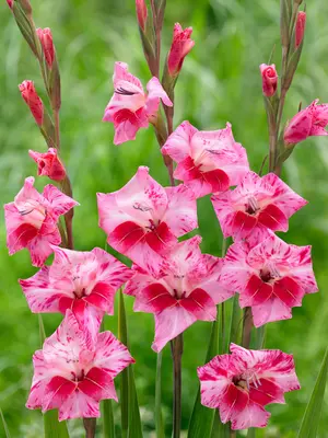 Link to Gladiolus Hardy Bibi