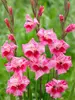 Gladiolus Hardy Bibi