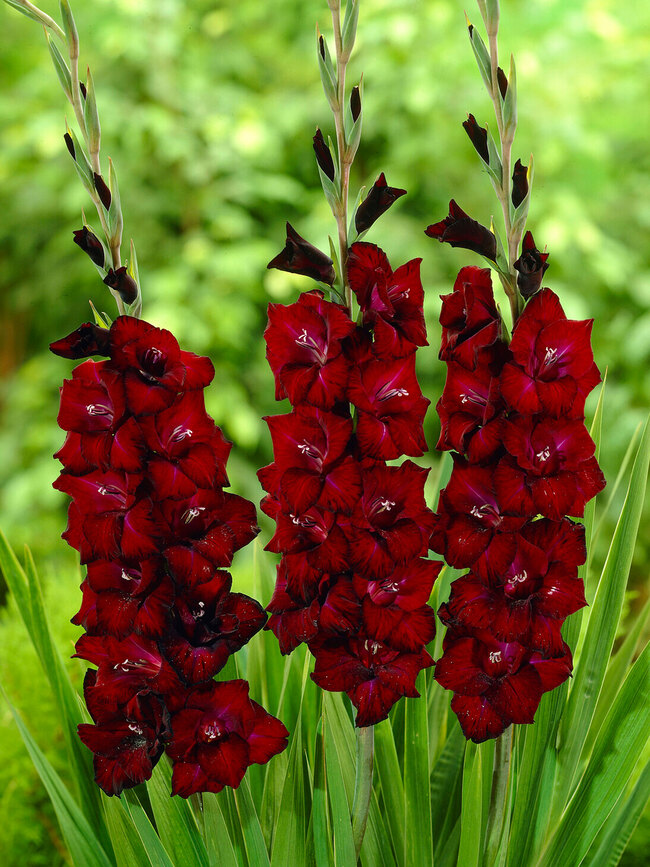 Gladiolus Belle De Nuit -- Bluestone Perennials