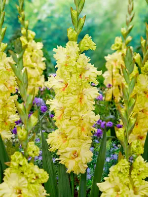 Link to Gladiolus Burning Sunrays