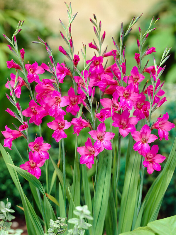Gladiolus Hardy Byzantinus