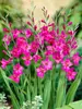 Gladiolus Hardy Byzantinus