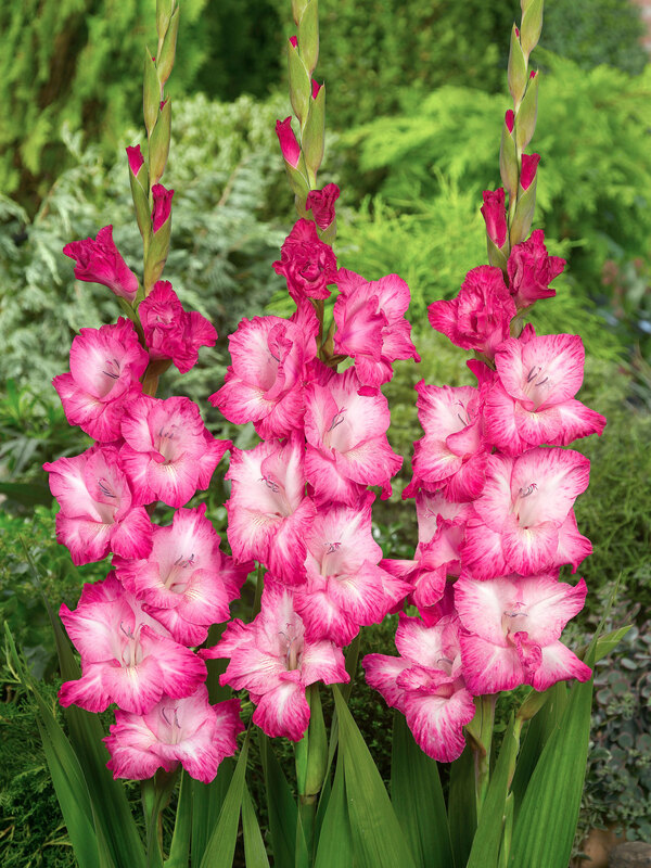 Gladiolus Cantate
