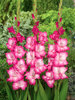 Gladiolus Cantate