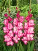 Gladiolus Cantate