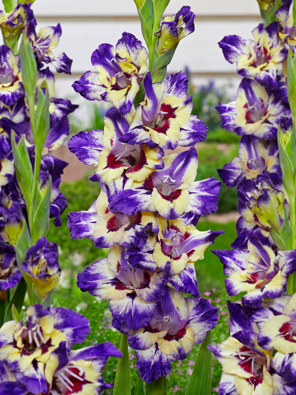 Gladiolus Circus Club