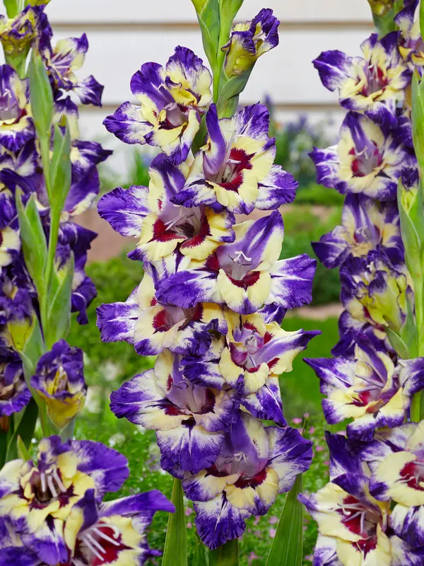 Gladiolus Circus Club