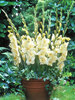 Gladiolus Charlotte