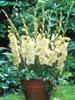 Gladiolus Charlotte