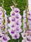 Gladiolus Desoto