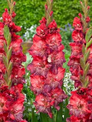 Link to Gladiolus Doubna