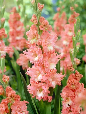 Link to Gladiolus Fringed Coral Lace