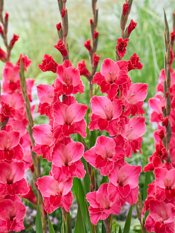 Gladiolus Fairytail Pink