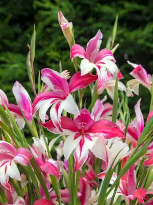 Link to Gladiolus Hardy Galaxian