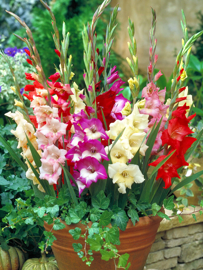 Gladiolus Glamini Mixed