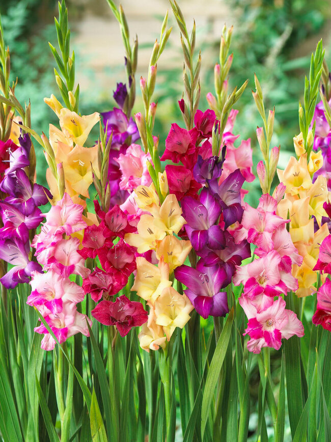 Gladiolus Giant Mixed Value Pack