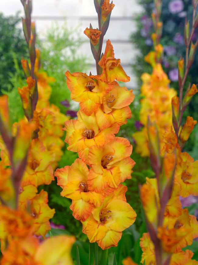 Gladiolus Gold Rush