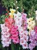Gladiolus Pastel Mixed