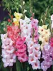 Gladiolus Pastel Mixed