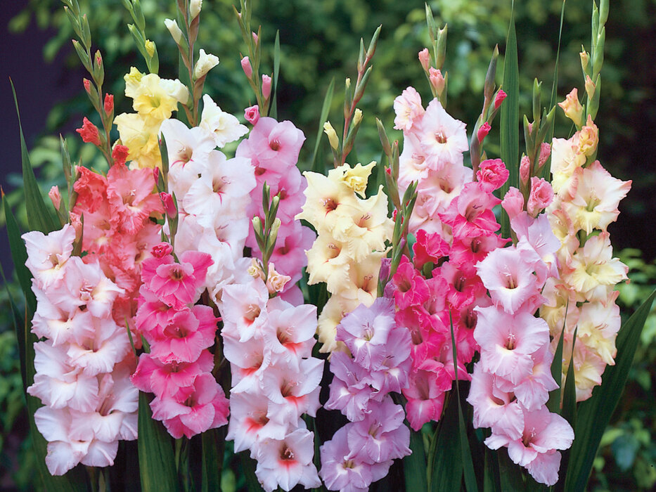 Gladiolus Pastel Mixed Value Pack Bluestone Perennials