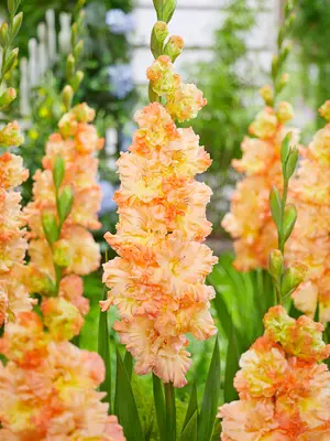 Link to Gladiolus The Great Queen Elizabeth