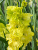 Gladiolus Green Star