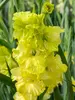 Gladiolus Green Star