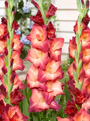 Link to Gladiolus Guinea