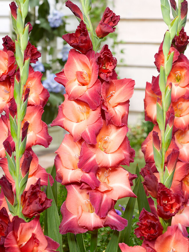 Gladiolus Guinea