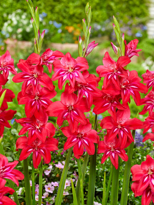 Gladiolus Hardy Robinetta