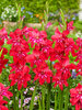 Gladiolus Hardy Robinetta