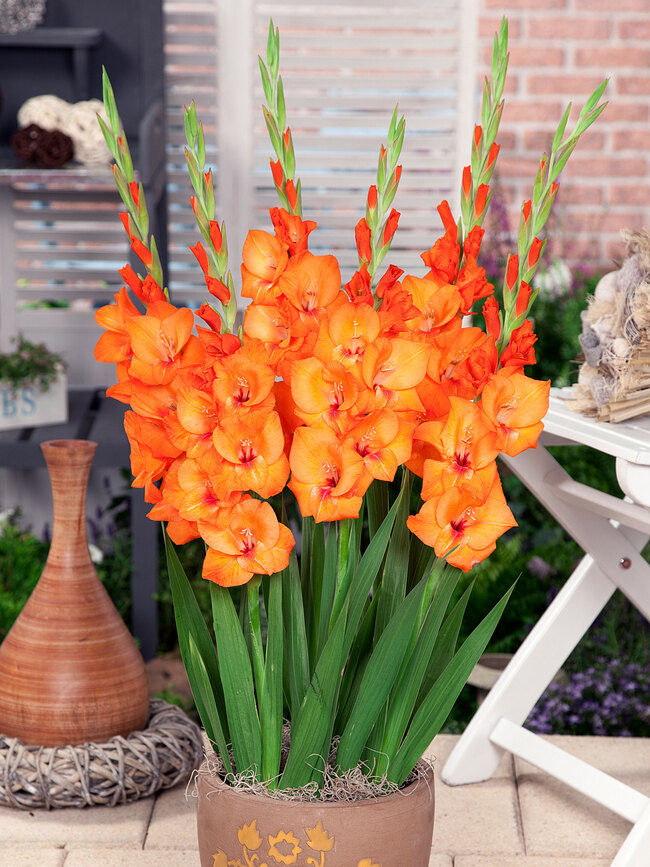 Gladiolus Jenny