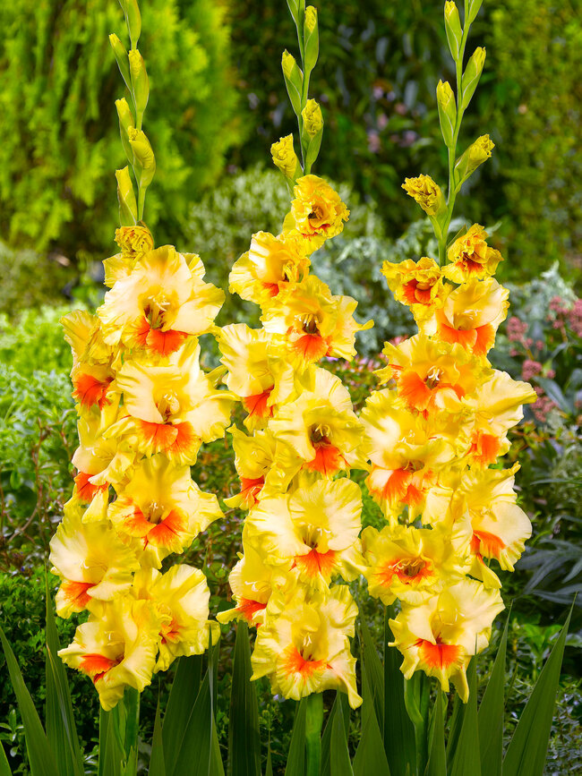 Gladiolus Jester