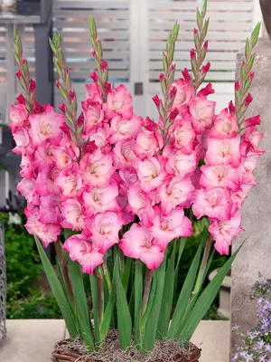 Link to Gladiolus Kelly