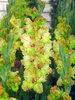 Gladiolus Kiev