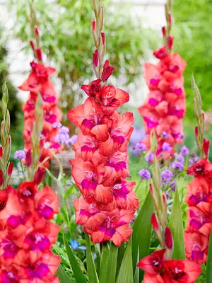 Link to Gladiolus Lucky Lips