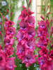 Gladiolus Lumiere