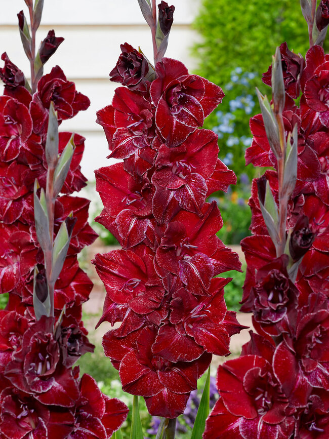 Gladiolus Merlot Ice