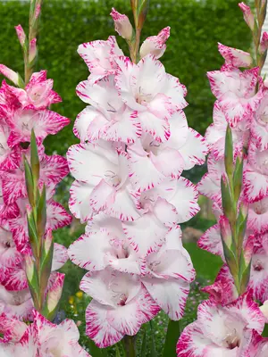 Link to Gladiolus My Love