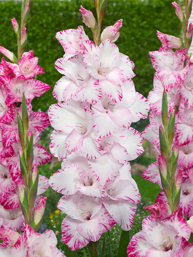 Gladiolus My Love