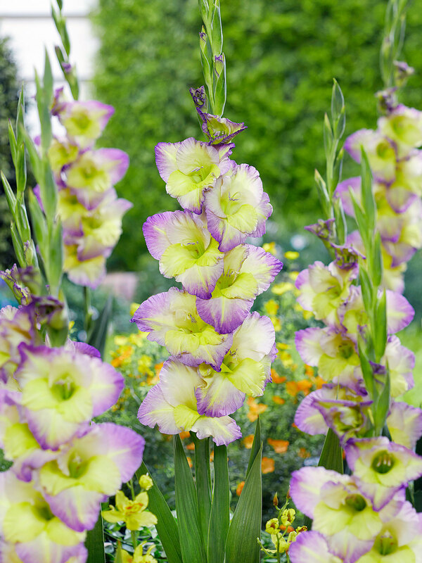Gladiolus Moonlight Shadow