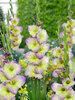 Gladiolus Moonlight Shadow