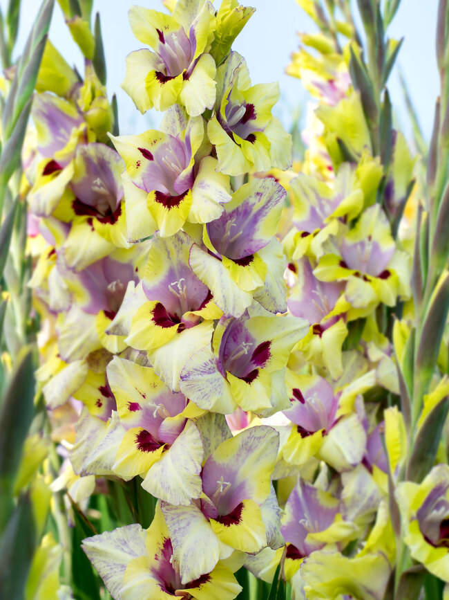 Gladiolus Oracle