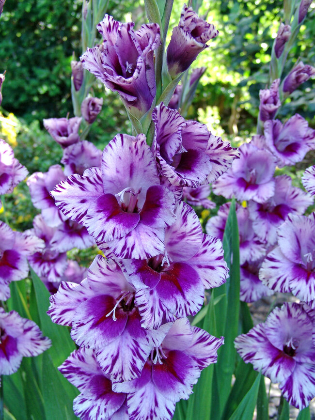 Gladiolus Passos