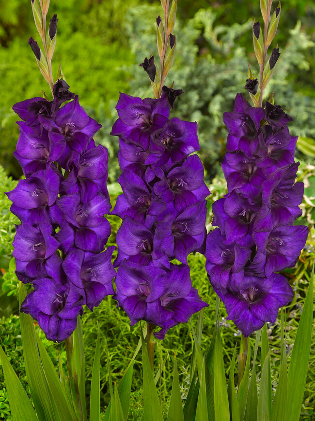 Gladiolus Purple Flora