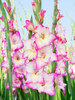 Gladiolus Priscilla