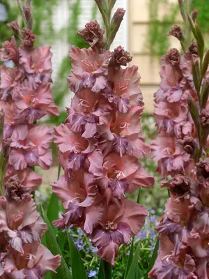 Link to Gladiolus Rusty Chestnut