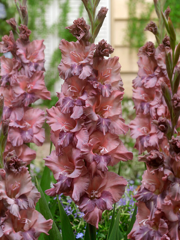 Gladiolus Rusty Chestnut